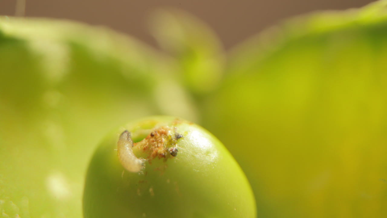 White Worm Eating Seed Of Green Pea