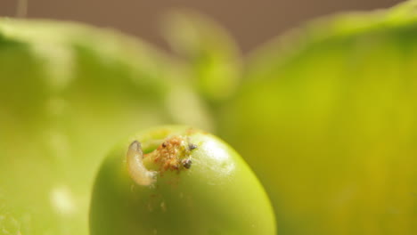 white worm eating seed of green pea