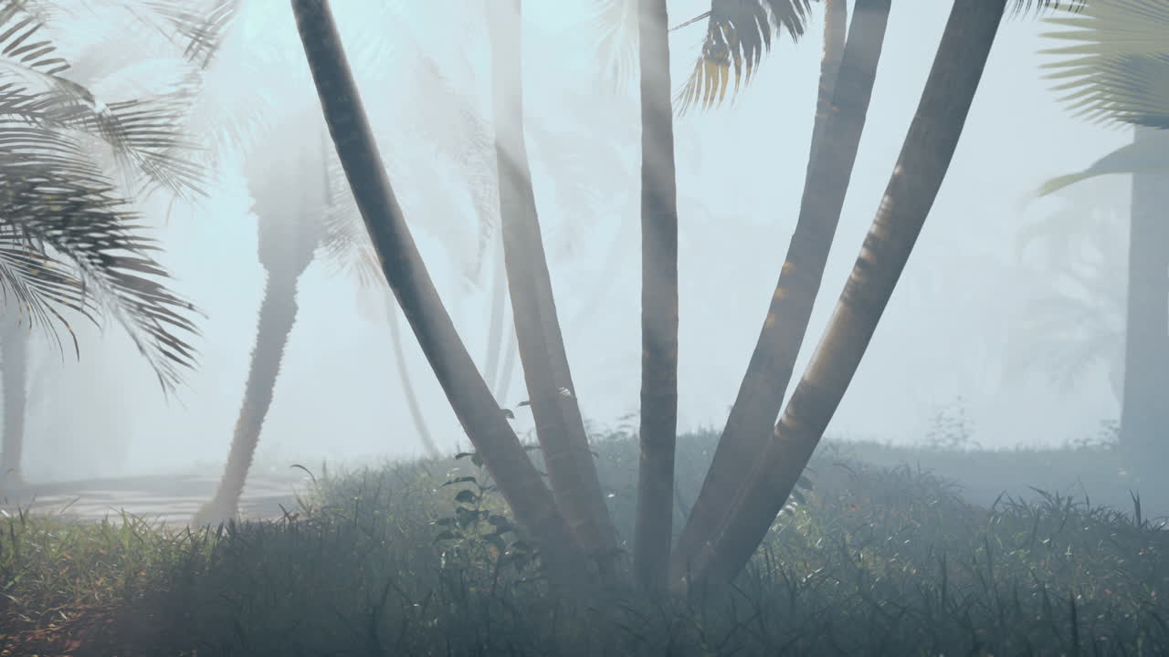빛 이 있는 안개 가 가득 한 열대 숲