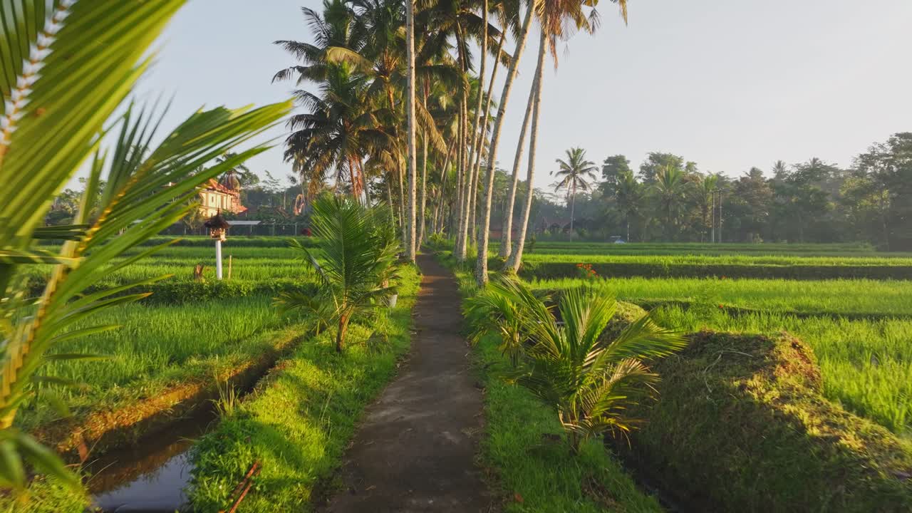 Vista aerea della luce soffusa dell'alba sulle risaie di Ubud con nebbia, palme e terrazze verdeggianti a Bali.