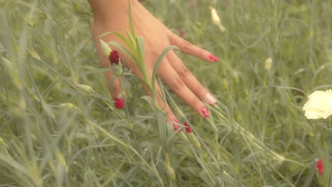 la mano femenina cepillando los tallos y las cabezas de las flores