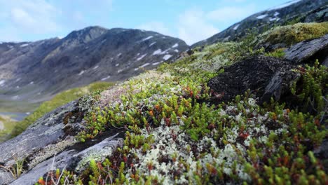 Arktischen-Tundra.-Schöne-Natur-Norwegen-Naturlandschaft.