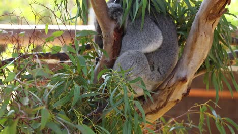 koala descansando en un árbol en el zoológico de melbourne