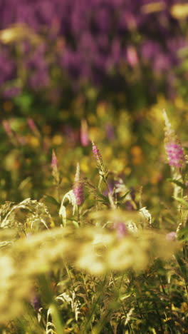 hermoso prado de flores silvestres en verano