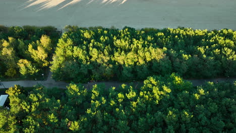 top-down aerial view of a pathway through dense green forest, leading to the beach, during sunset