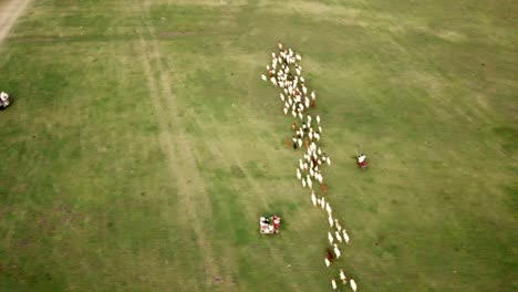 Aerial-flying-over-small-herd-of-goats-crawling-on-a-meadow-on-a-sunny-day