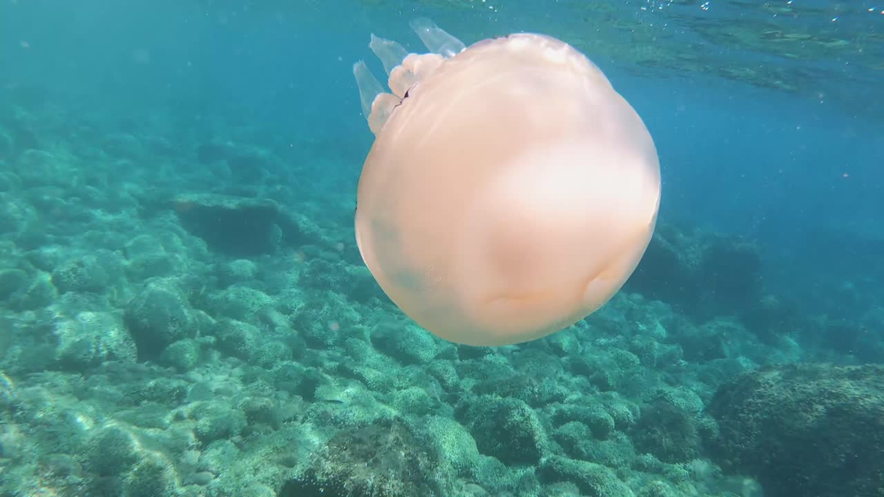 big jellyfish floating in front of the camera
