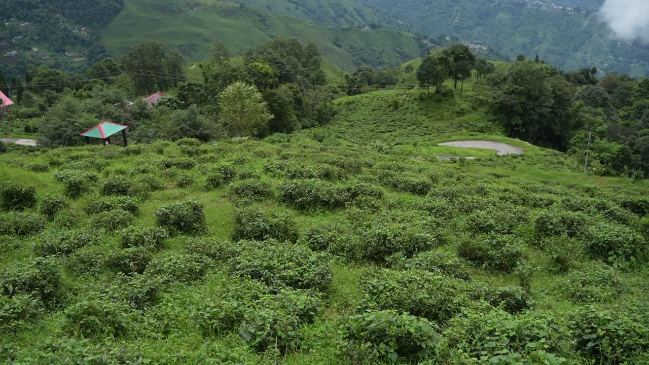 Beautiful landscape view of Darjeeling tea garden. The tea tree base prevents water from accumulating in the hilly areas of Darjeeling. This Darjeeling tea is world famous
