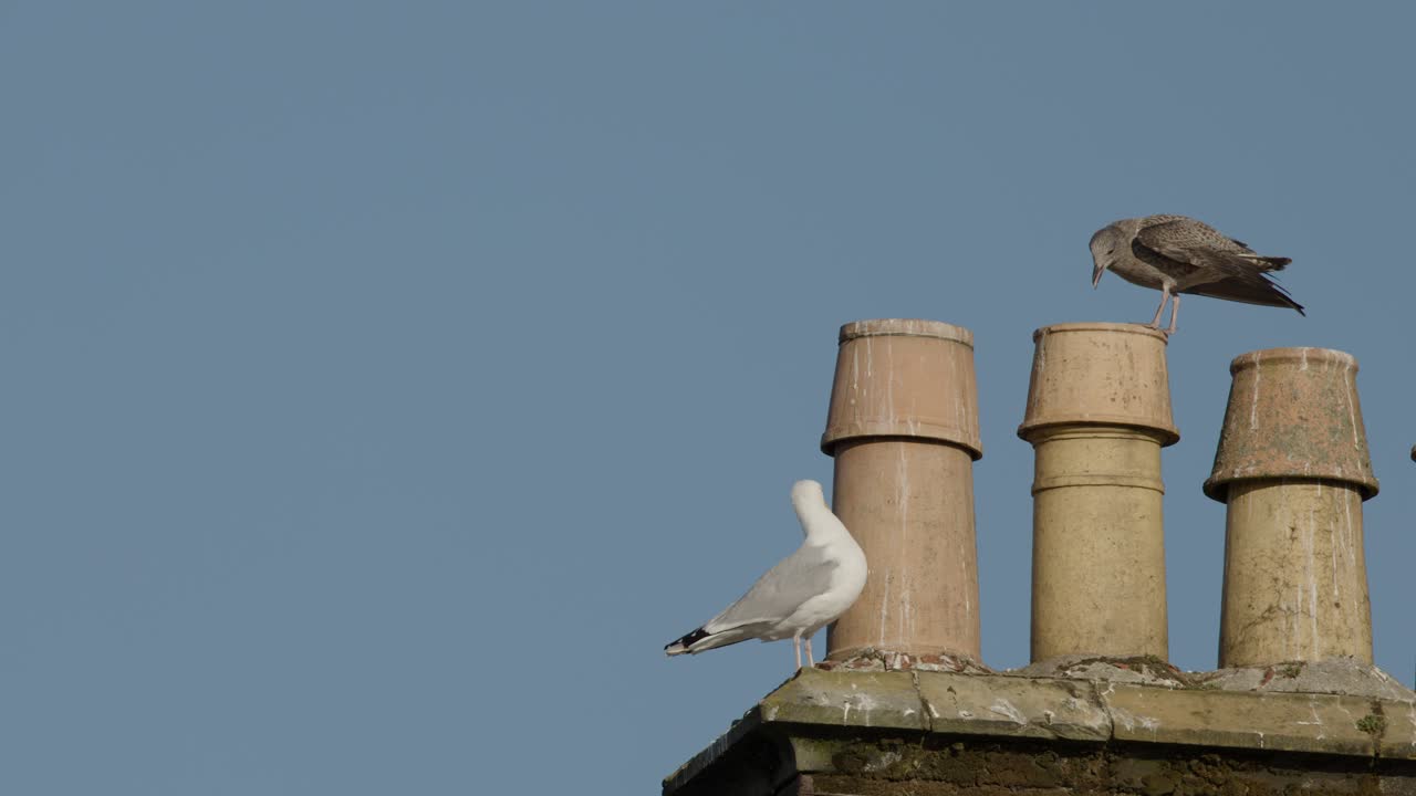 An adult and a juvenile herring gull interact atop old chimney stacks under clear daylight in Dundee, Scotland, with static camera and natural lighting