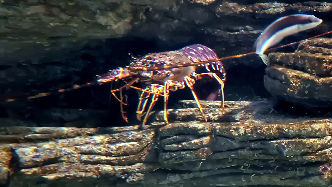 Close-up of a Lobster in an Aquarium
