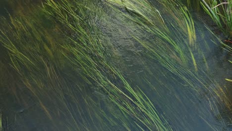 long grass, algae under water surface sway in the river stream, top down view