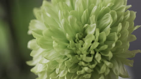 micro vídeo de cerca de la flor verde con espacio de copia en el fondo gris