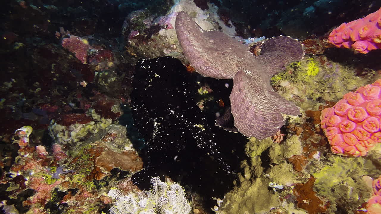 Two Giant frogfish swim one behind the other over a densely overgrown coral reef. One is black, the other brown. They appear to be a male and a female