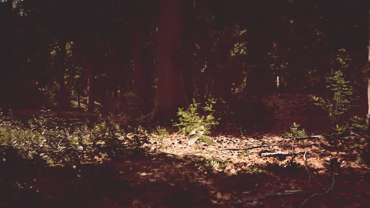 Raggi di sole attraverso i fitti rami degli alberi in una densa foresta verde.