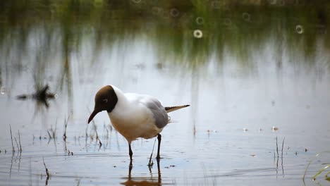 Gaviota-De-Cabeza-Negra-En-Busca-De-Comida-En-Aguas-Poco-Profundas