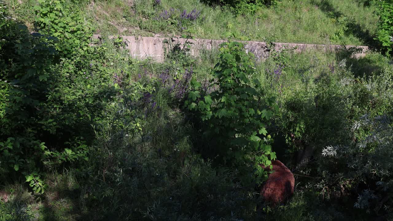 Brown bear searching for food in the grass