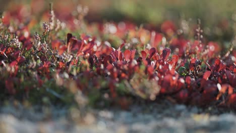 red, green, and grey plants cover the ground in autumn tundra