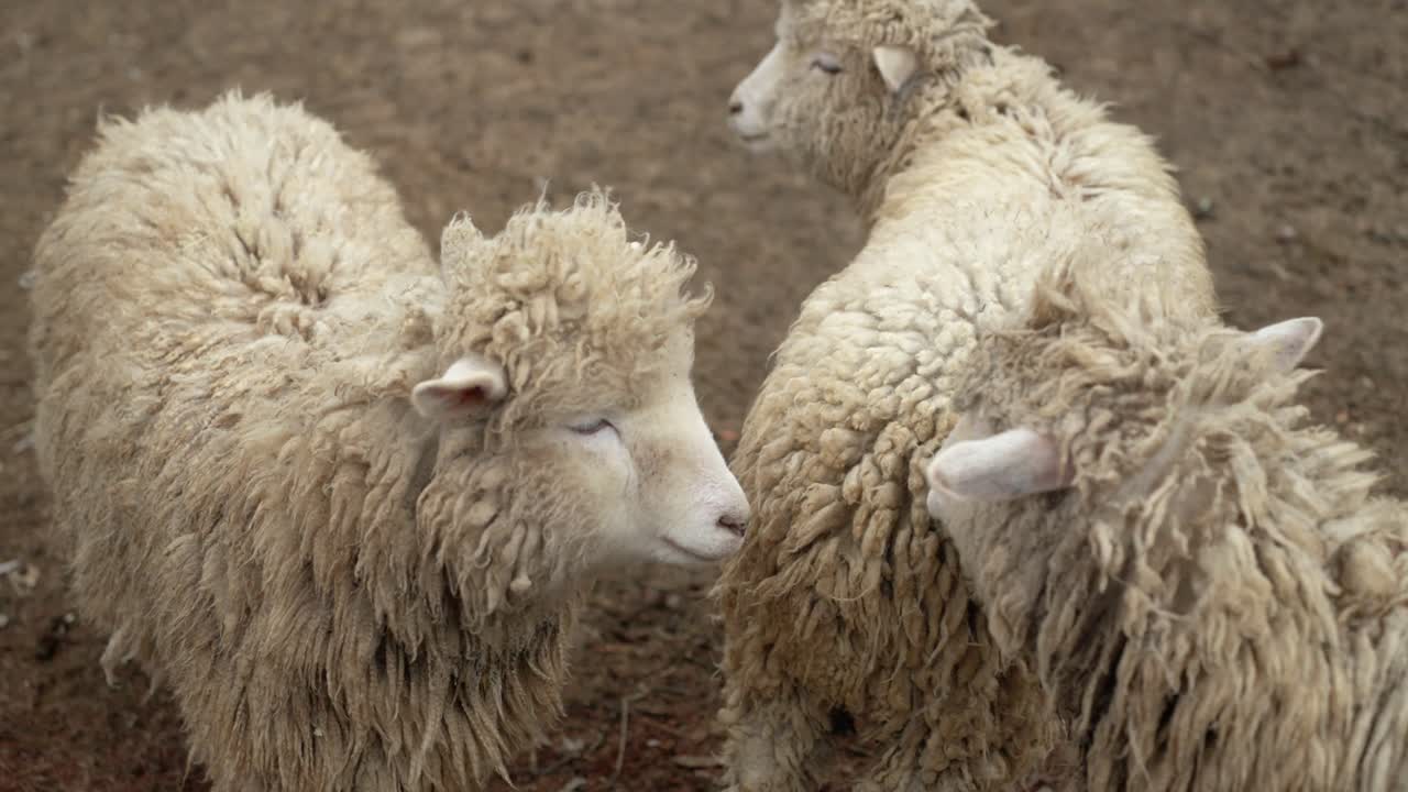 Closeup Of Group Of Sheep Standing Together In Their Enclosure At The Zoo