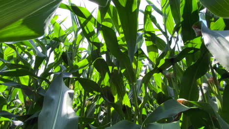 an agricultural crop of maize blowing inthe wind on a sunny day in the uk