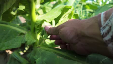 agricultural work: farmer checking tobacco crop by hand