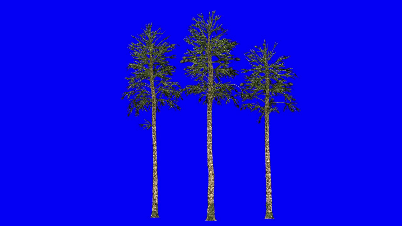 3D monkey puzzle tree cluster with wind effect on blue screen 3D animation