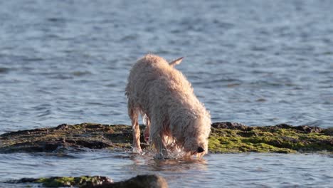 dog investigates rocks at brighton beach