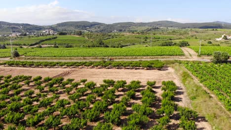 Antena:-árboles-Frutales-Y-Viñedos-Verdes-Y-Un-Tractor-En-El-Fondo