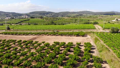 antena: árboles frutales y viñedos verdes y un tractor en el fondo
