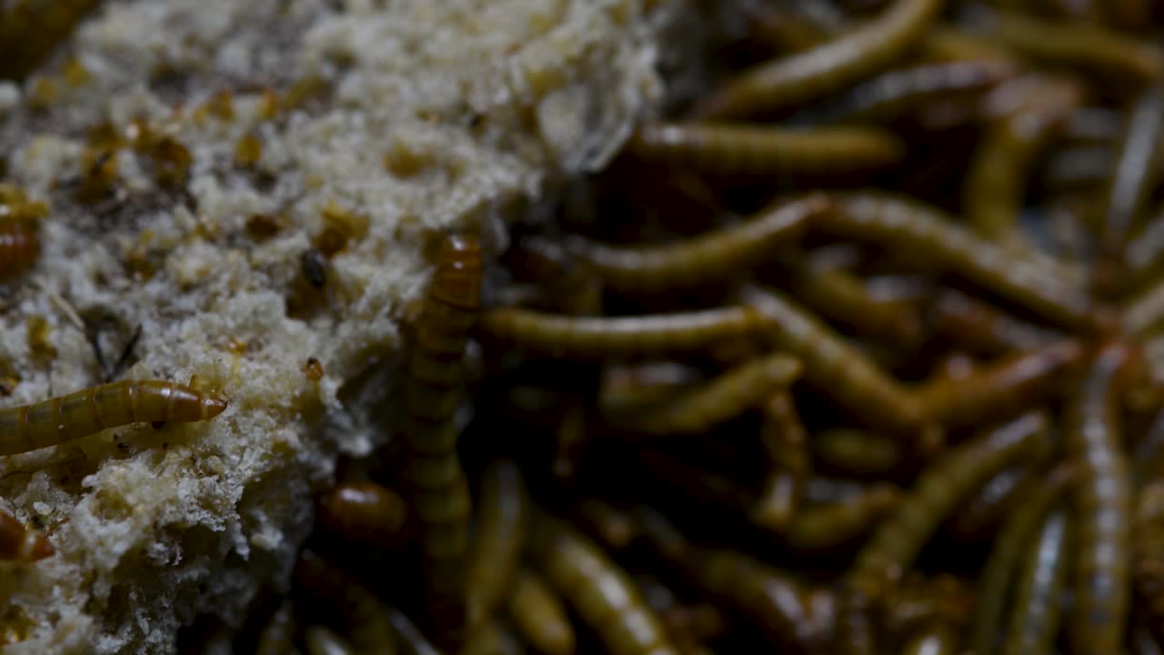 el gusano de la harina es una especie de escarabajo oscuro que se usa para alimentar mascotas como peces, serpientes, pájaros y ranas