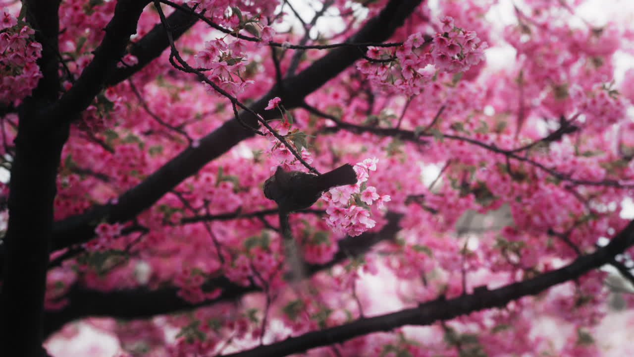 Uccello su un albero di ciliegio in fiore