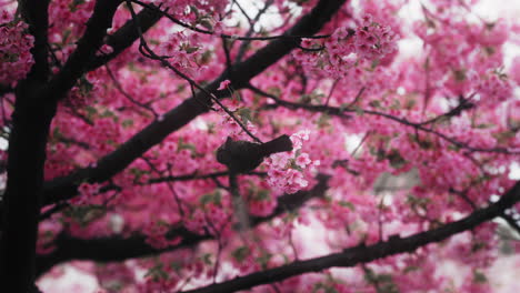 pájaro en el cerezo en flor