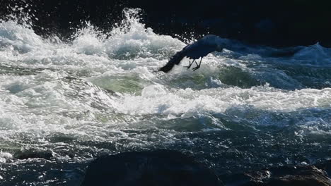 Great-Blue-Heron-Fliegt-Im-Deschutes-River,-Oregon,-Davon