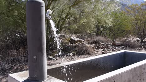 horse through filling with water