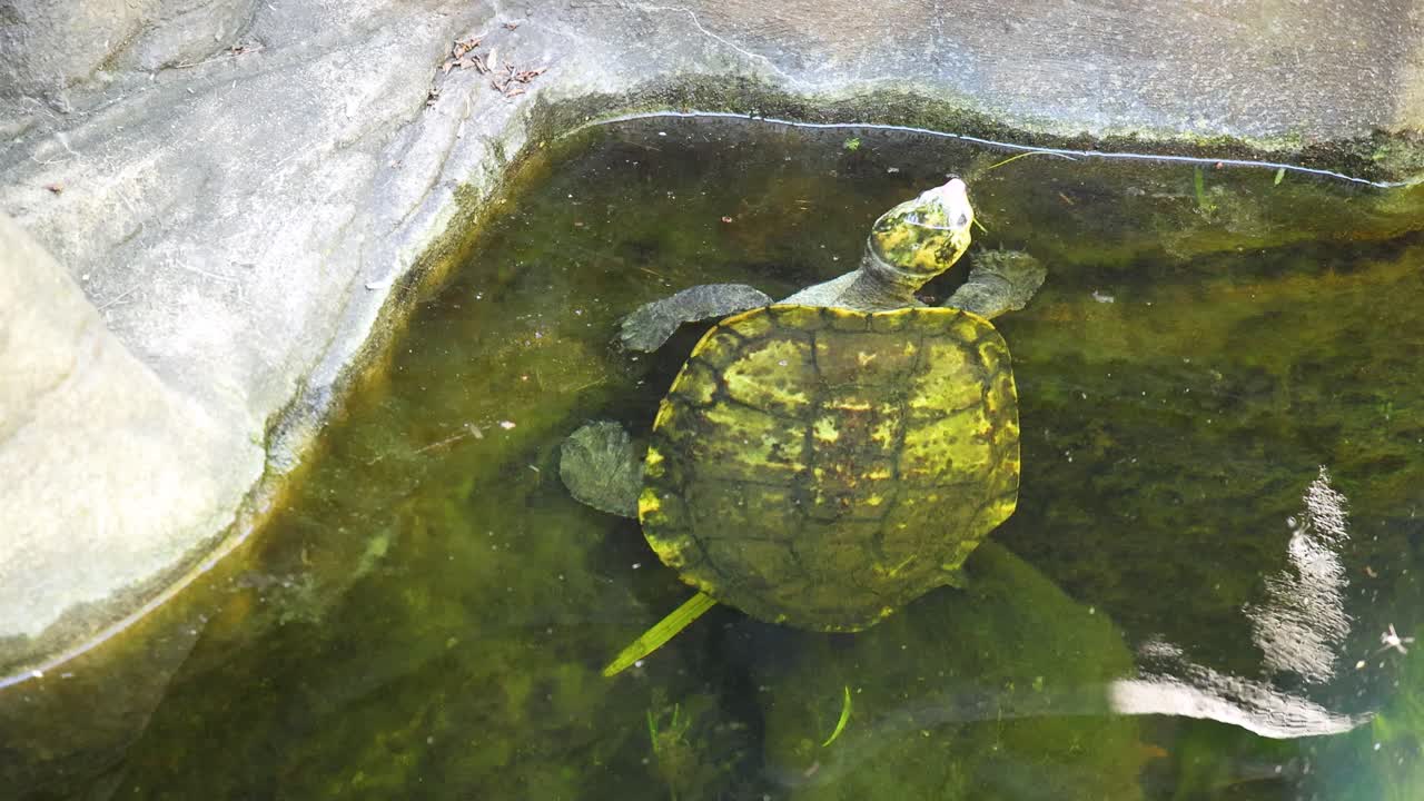 Overhead shot of a freshwater turtle swimming through murky pond water near rocky edges