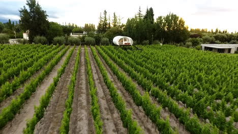 Aerial---vineyard-under-the-clouds,-Mendoza,-Cuyo,-Argentina,-wide-shot-backward