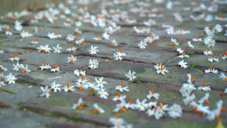 night jasmine, seuli or shefali flower is symbol flower of saradiya or durga puja festival in autumn season