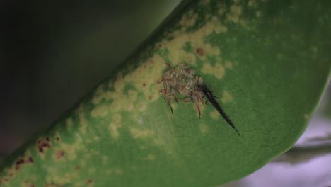 primer plano de trips negros o tisanópteros, sus huevos y larvas en una hoja con enfermedad