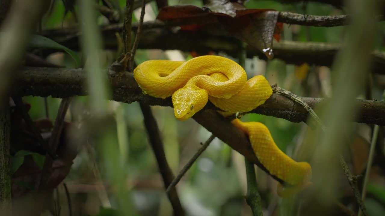 vipère à cils de serpent jaune assis sur une branche, costa rica
