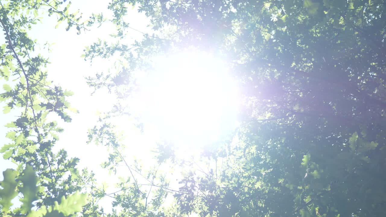 숲에 햇빛이 비치는 나무 꼭대기