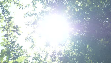 Baumwipfel-Mit-Sonnenlicht-Auf-Einem-Wald