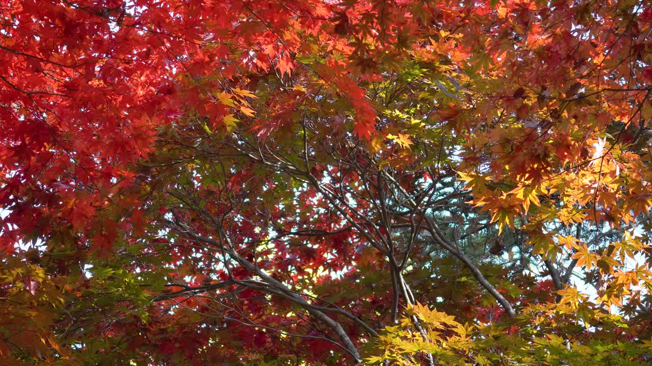 녹색에서 주황색 및 빨간색으로 색상이 바뀌는 다채로운 일본 단풍나무 - 가을의 아름다운 가지 패턴