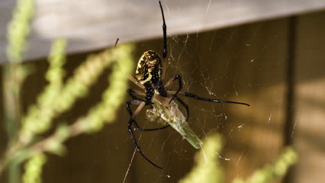 una araña de jardín amarilla atrapó a su objetivo - de cerca