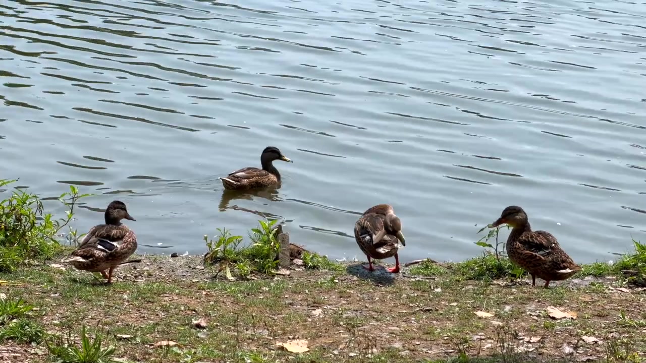 Gruppo di anatre che riposano e stanno in piedi su una riva erbosa vicino a un lago o uno stagno, all'aperto e di giorno.