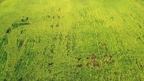 Aerial-view-high-up-of-summer-rice-field-by-flying-drone