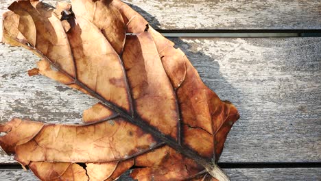 dry brown leaf on wooden background ,