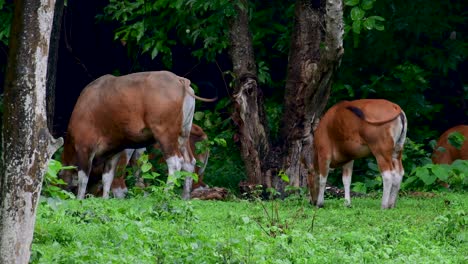 The-Banteng-or-Tembadau,-is-a-wild-cattle-found-in-the-Southeast-Asia-and-extinct-to-some-countries