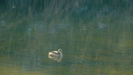 Ein-Kleiner-Vogeltaucher,-Der-Bei-Sonnenuntergang-Auf-Stehendem-Wasser-Schwimmt