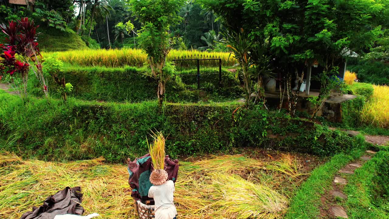 дрон с рисовой террасы тегалаланг между деревьями, над рабочим, убуд, бали