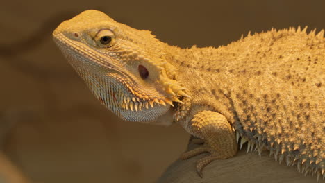 pogona vitticeps or bearded dragon at australian desert close-up