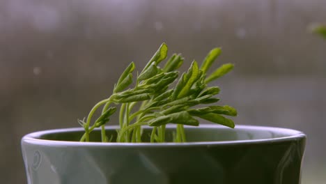 un lapso de tiempo macro de un guisante de olor recuperándose